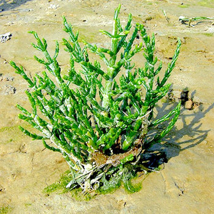 Halophyte Halophytebased agriculture DESERTIFICATION