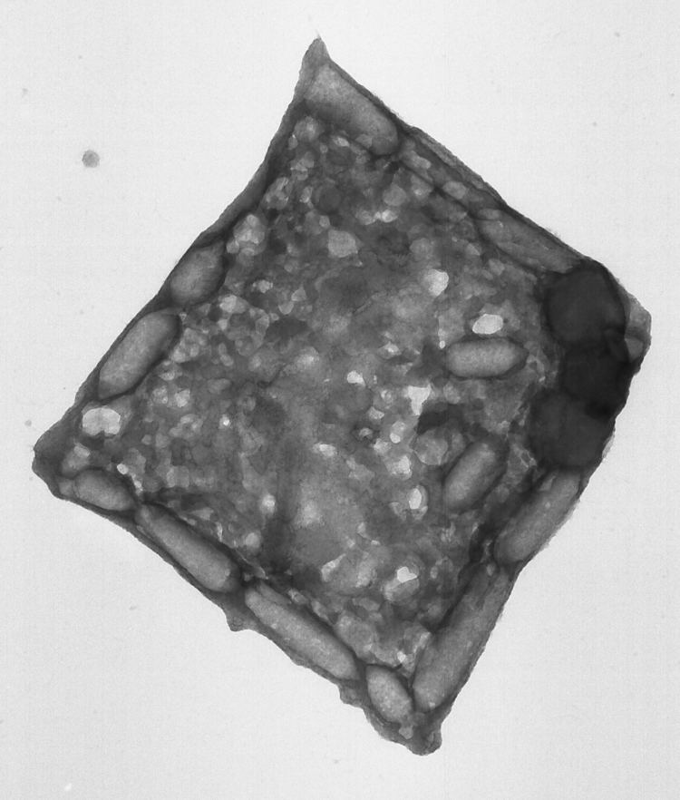 Haloquadratum walsbyi Haloquadratum walsbyi MicroBestiary
