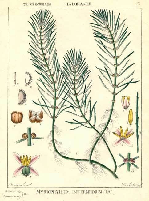 Haloragaceae Haloragaceae Myriophyllum intermedium