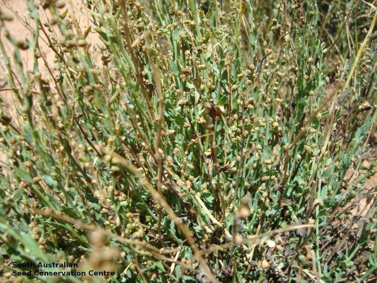 Haloragis Seeds of South Australia