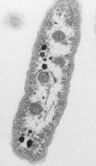 Halothiobacillus genomejgidoegovhalnehalnejpg