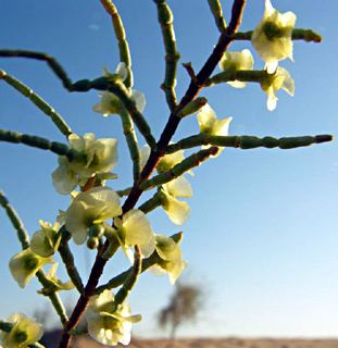 Haloxylon persicum 1422jpg