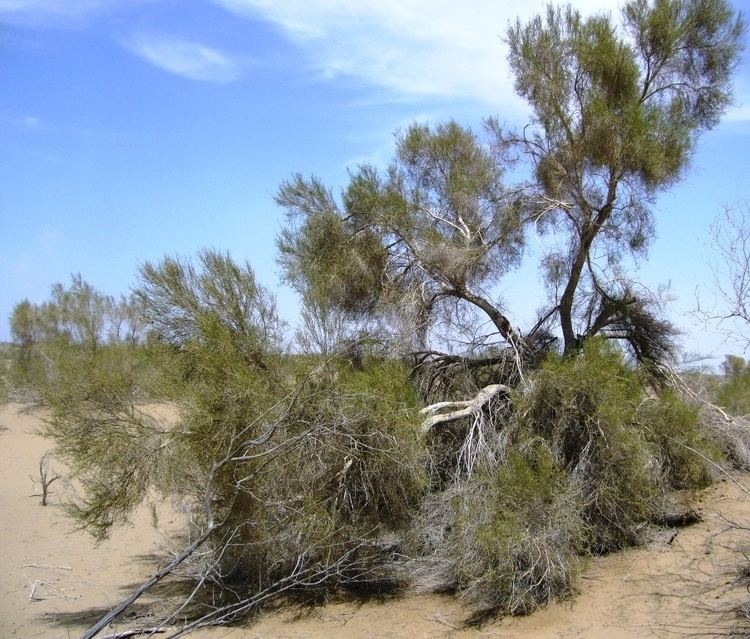 Haloxylon persicum Haloxylon persicum