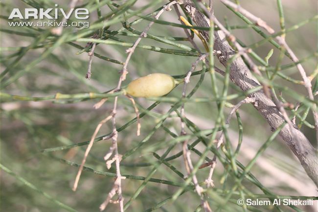 Haloxylon persicum White saxaul tree photo Haloxylon persicum G126334 ARKive