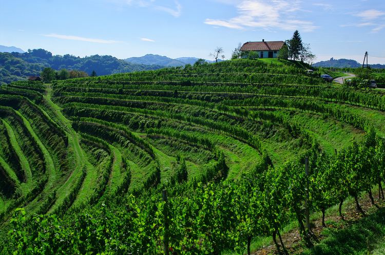 Haloze Haloze vineyards Mapionet