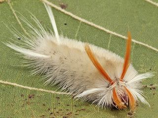 Halysidota harrisii Halysidota harrisii Sycamore Tussock Moth Discover Life