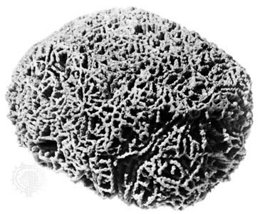 Halysites Halysites fossil coral Britannicacom
