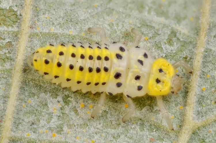 Halyzia sedecimguttata FileHalyzia sedecimguttata larvae 6369661589jpg Wikimedia Commons