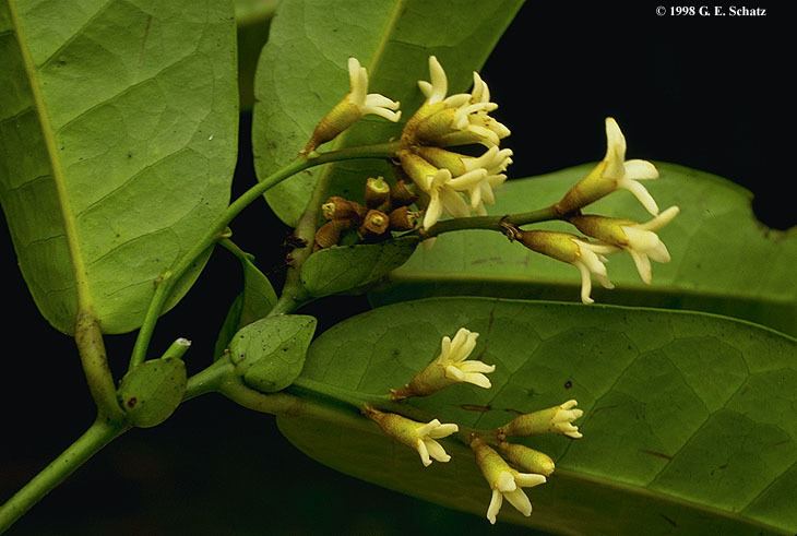 Hamamelidaceae Hamamelidaceae in Madagascar