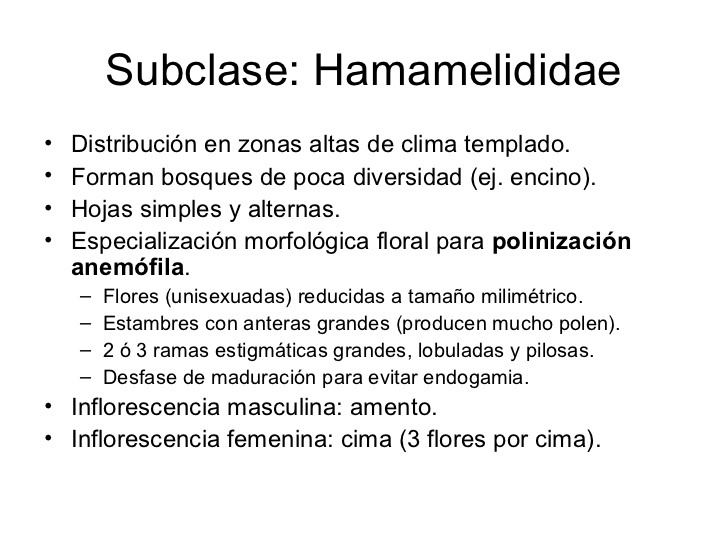 Hamamelididae Subclases Hamamelididae y Caryophyllidae