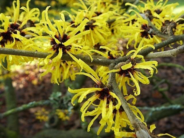 Hamamelis mollis Witch Hazel Plants How to grow and care for a Chinese Witch Hazel