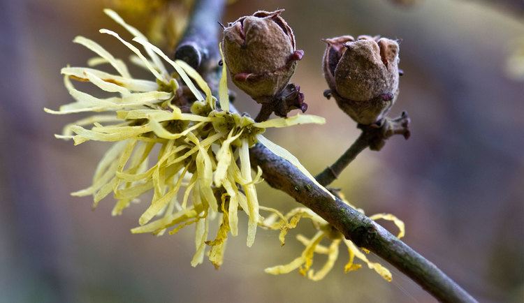 Hamamelis virginiana Native Plant Spotlight American Witchhazel Hamamelis virginiana