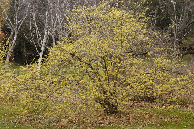 Hamamelis virginiana Common Witchhazel Hamamelis virginiana Great Plains Nursery