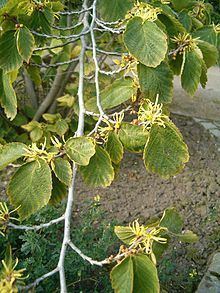 Hamamelis virginiana httpsuploadwikimediaorgwikipediacommonsthu