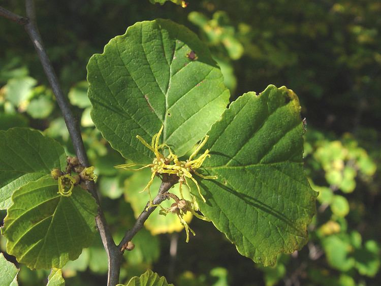 Hamamelis virginiana Hamamelis virginiana American witchhazel Go Botany