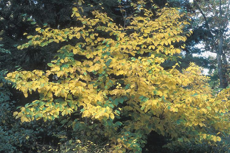 Hamamelis virginiana Hamamelis virginiana American witchhazel Go Botany