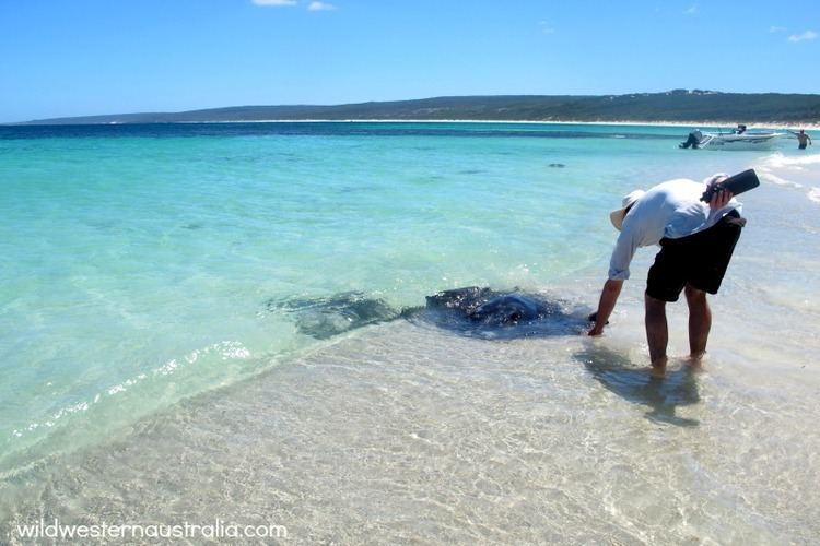 Hamelin Bay, Western Australia Meet the Hamelin Bay Sting Rays Wild Western Australia