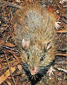 Hamiguitan hairy-tailed rat httpsuploadwikimediaorgwikipediacommonsthu