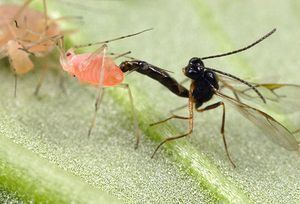 Hamiltonella defensa schaechterasmblogorga6a00d8341c5e1453ef0120a5