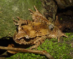 Hamilton's frog Hamiltons Frog