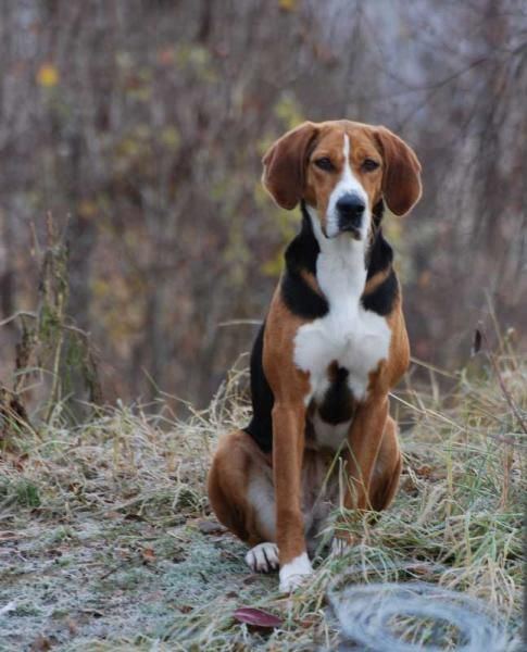 Hamiltonstövare Hamiltonstvare Hamilton Hound Swedish Foxhound Dogs Pinterest