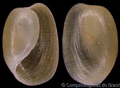 Haminoea Haminoea elegans