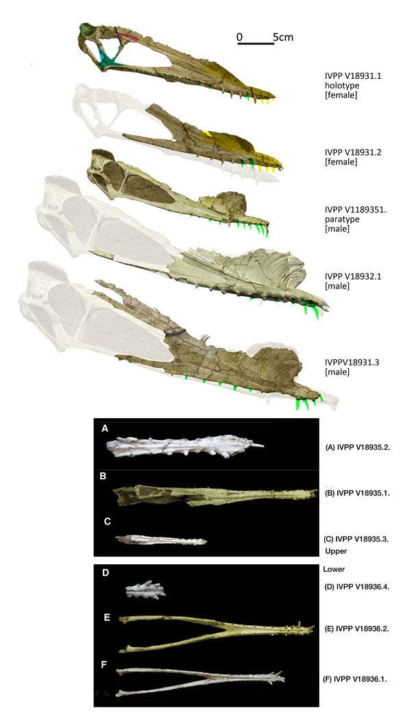 Hamipterus 3D eggs and a new ornithocheird Hamipterus The Pterosaur Heresies