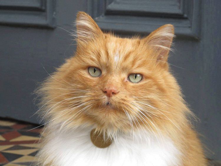 Hamish McHamish Hamish McHamish dead St Andrew39s town cat passes away after