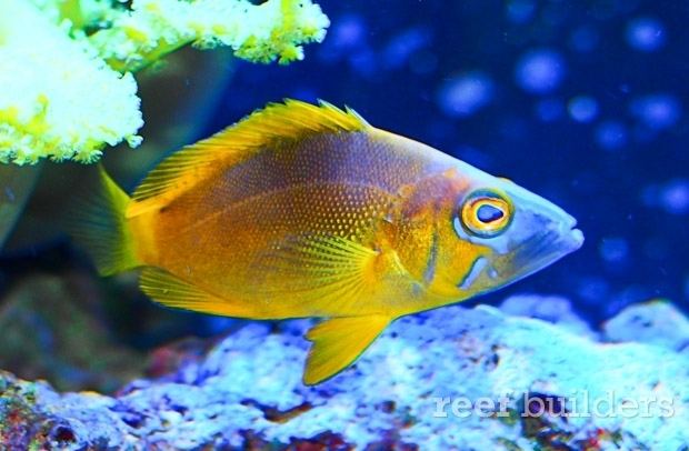 Hamlet (fish) The Golden Hamlet is one of the crown jewels of Caribbean reef fish
