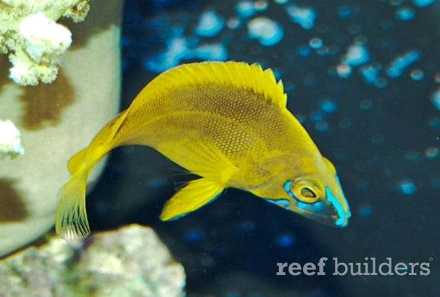 Hamlet (fish) The Golden Hamlet is one of the crown jewels of Caribbean reef fish