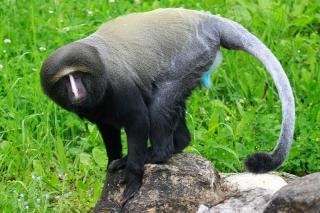 Hamlyn's monkey ZootierlisteHomepage