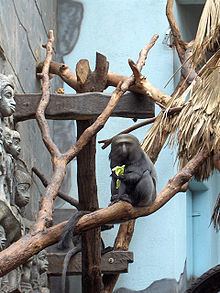 Hamlyn's monkey Hamlyn39s monkey Wikipedia