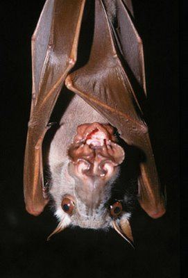 Hammer-headed bat Hungry for Some Hammerheaded Fruit Bat Featured Creature