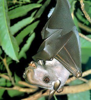 Hammer-headed bat HammerHeaded Bat Facts