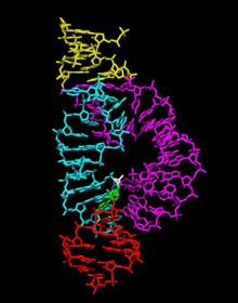 Hammerhead ribozyme httpsuploadwikimediaorgwikipediacommonsthu