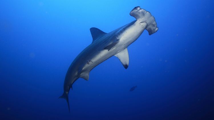 Hammerhead shark Hammerhead Shark