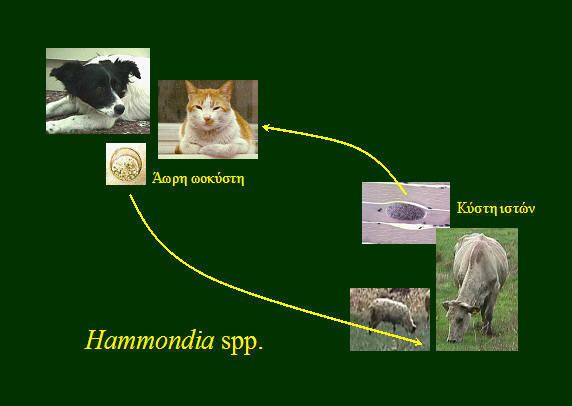 Hammondia Parasites of man and animal