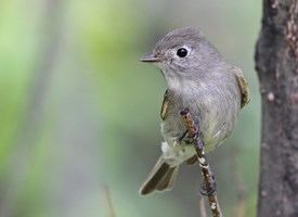 Hammond's flycatcher Hammond39s Flycatcher Life History All About Birds Cornell Lab of