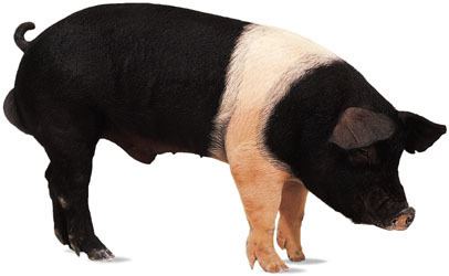 Hampshire pig Hampshire breed of pig Britannicacom