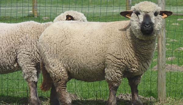 Hampshire sheep Hampshire Sheep Hobby Farms
