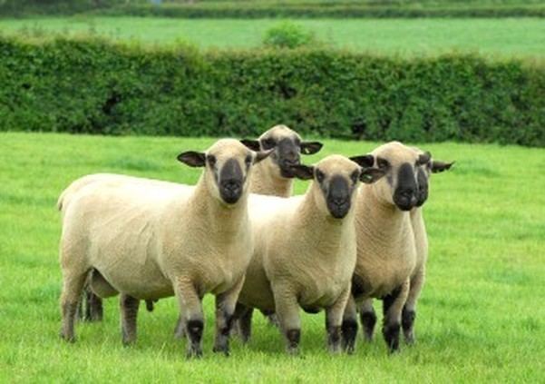 Hampshire sheep Hampshire Sheep Hampshire Sheep Breed Raising Sheep