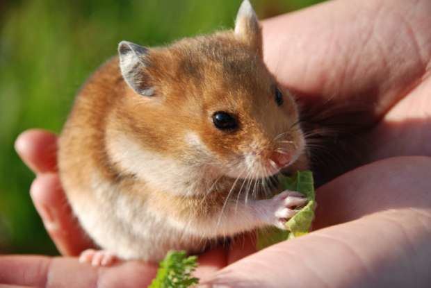 Hamster 11 Adorable Facts About Hamsters Mental Floss