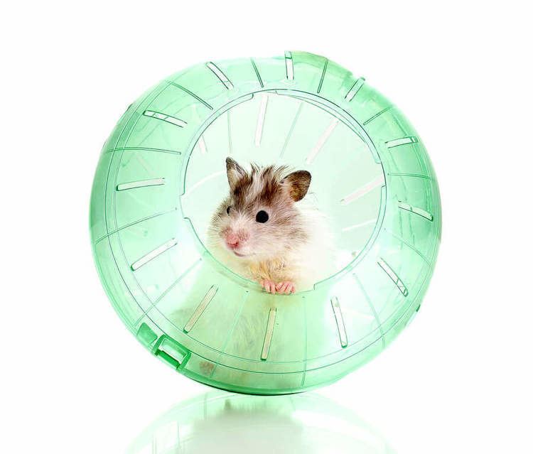 Hamster ball Hamster Accessories and Supplies That Every Owner Needs