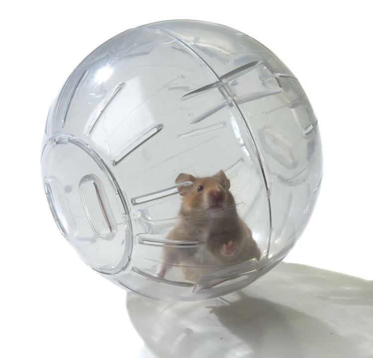Hamster ball Animal Tails Hamster Exercise Balls Safe or not