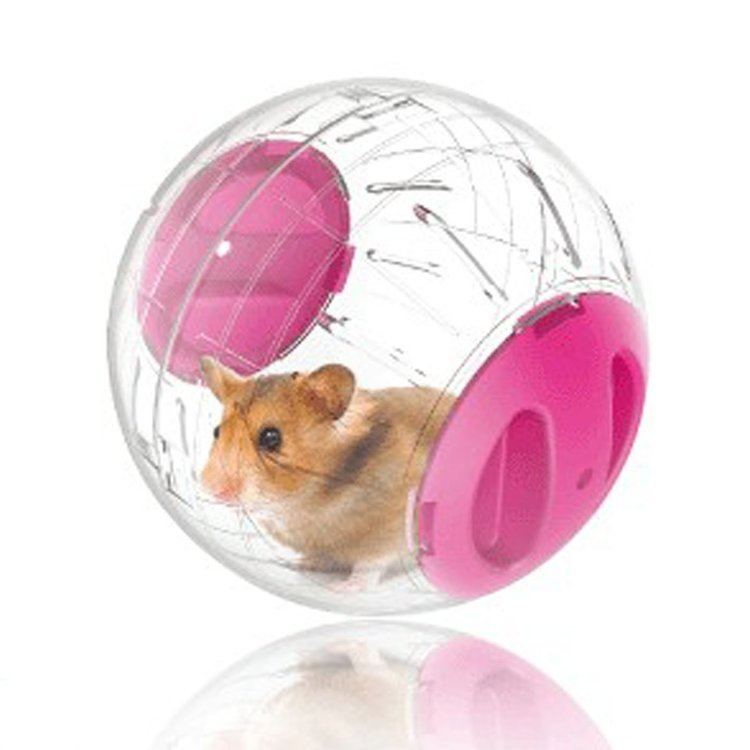 Hamster ball Alfie Pet Hamster Exercise Ball EverythingHamsters