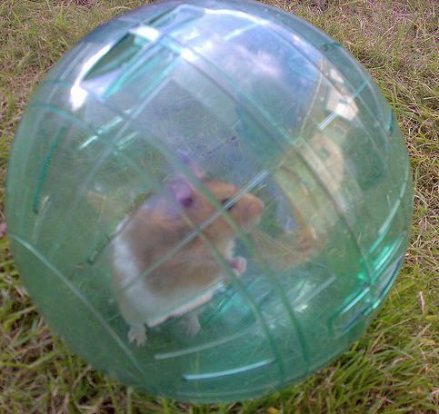 Hamster ball Hamster Ball Derby Archives Chuck amp Don39s