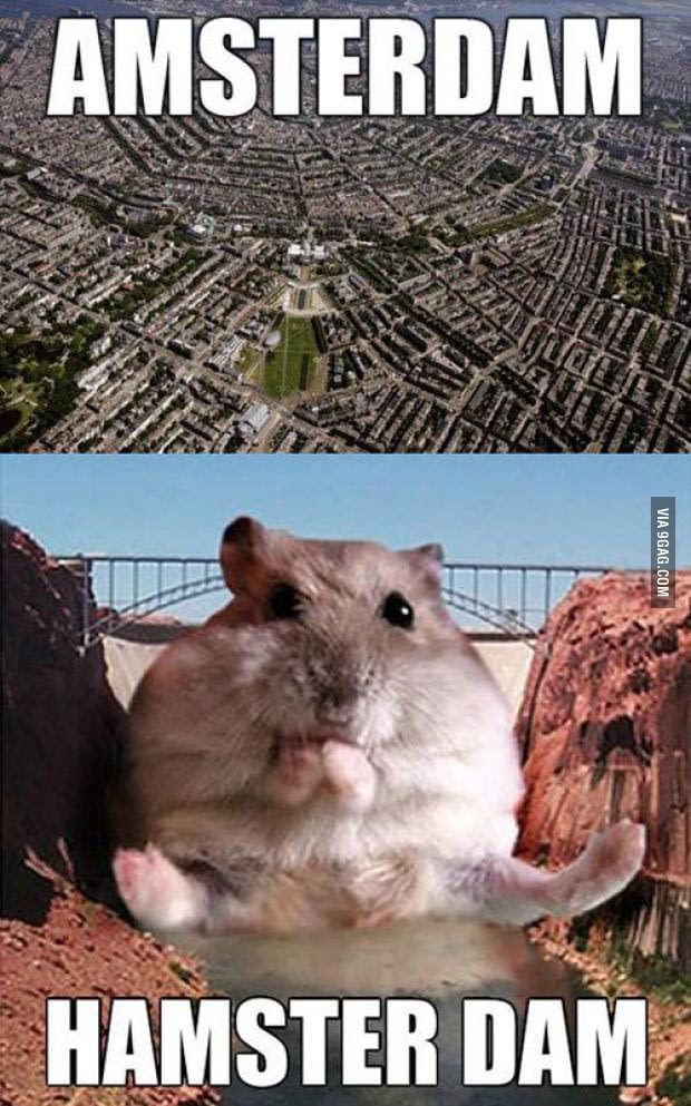 Hamsterdam Hamsterdam 9GAG