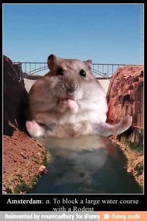 Hamsterdam hamsterdam iFunny