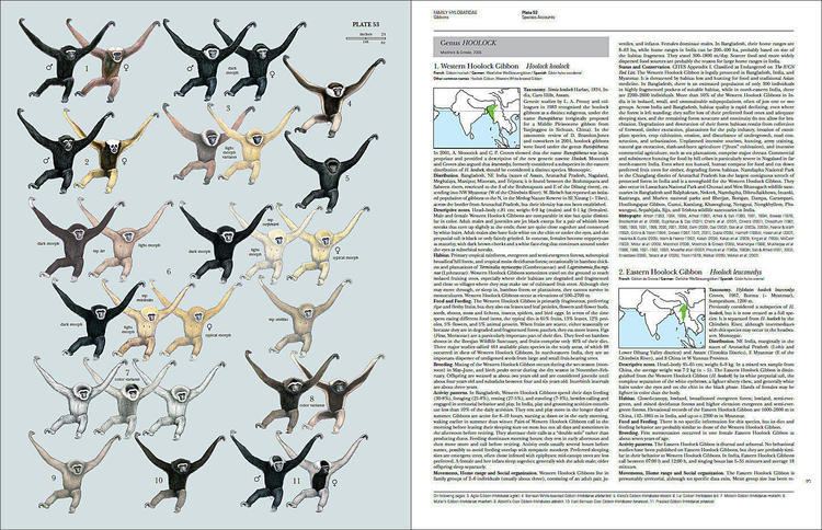 Handbook of the Mammals of the World Handbook of the Mammals of the World Volume 3 Lynx Edicions