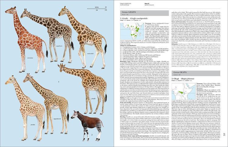 Handbook of the Mammals of the World wwwlynxedscomsitesdefaultfilessamplesGIRjpg